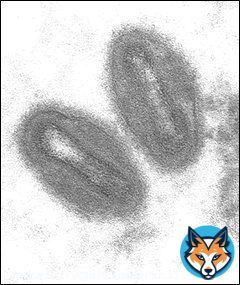 Affenpocken/Monkeypox / جدري القردة Die Affenpocken (auch: Affenpockenkrankheit) sind eine Erkrankung die durch das Affenpockenvirus (offiziell Monkeypox virus, MPV, veraltet Orthopoxvirus simiae)