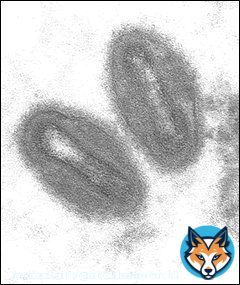 Affenpocken/Monkeypox / جدري القردة Die Affenpocken (auch: Affenpockenkrankheit) sind eine Erkrankung die durch das Affenpockenvirus (offiziell Monkeypox virus, MPV, veraltet Orthopoxvirus simiae)