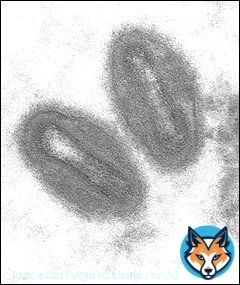 Affenpocken/Monkeypox / جدري القردة Die Affenpocken (auch: Affenpockenkrankheit) sind eine Erkrankung die durch das Affenpockenvirus (offiziell Monkeypox virus, MPV, veraltet Orthopoxvirus simiae)