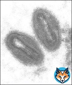 Affenpocken/Monkeypox / جدري القردة Die Affenpocken (auch: Affenpockenkrankheit) sind eine Erkrankung die durch das Affenpockenvirus (offiziell Monkeypox virus, MPV, veraltet Orthopoxvirus simiae)