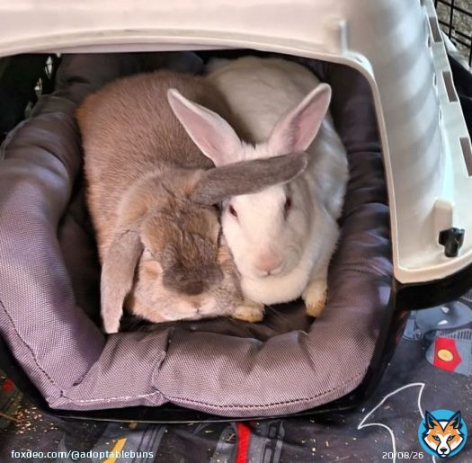 Hansel and Lola are loving, adult #rabbits from #Melbourne, FL.