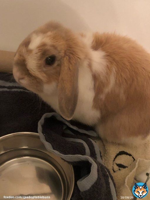 Turmeric (Tumeric) is a loving, adult Holland Lop from #LosAngeles, CA.