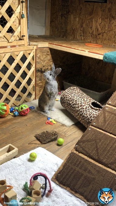 Valentino is a loving, adult Chinchilla from #Baltimore, MD.
