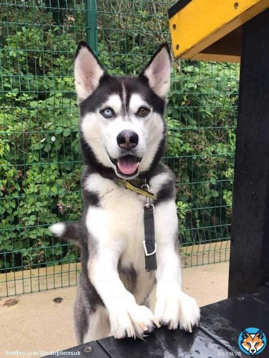 Happy news!!! Beautiful Apache in Manchester has been reserved!! He's been waiting so long, I really hope this turns into a forever adoption.  \ud83d\ude00 \ud83d\ude00 \ud83d\ude00 \ud83d\ude00 \ud83d\ude00 \ud83d\ude00 \ud83d\ude00 \ud83d\ude00 \udud83d\ude00 \ud83d\ude00 \ud83d\ude00 \ud83d\ude00   Thank you to everyone that has retweeted to help Apache!