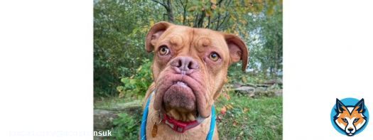 Please retweet to help Nelly find a home #CHESHIRE #UK  Aged 2, #DogueDeBordeaux, no history available but she is very nervous.  She needs a loving adult home as the only pet.   DETAILS or APPLY   #dogs #pets&nbsp;#AdoptDontShop #DogsofTwittter