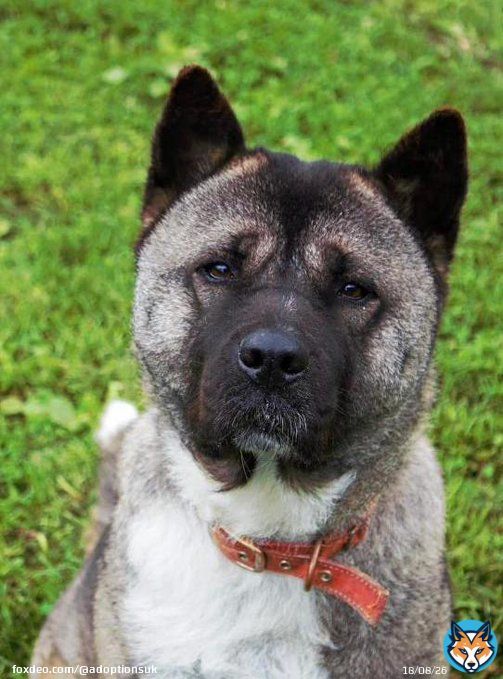 Please retweet to help Maggie find a home #CUMBRIA #LAKEDISTRICT #KENDAL #UK   Beautiful Akita aged 7, sadly been in kennels for 2 years due to a court case. She's looking for a loving adult home as the only pet.   DETAILS or APPLY   #Akita #dogs #peets