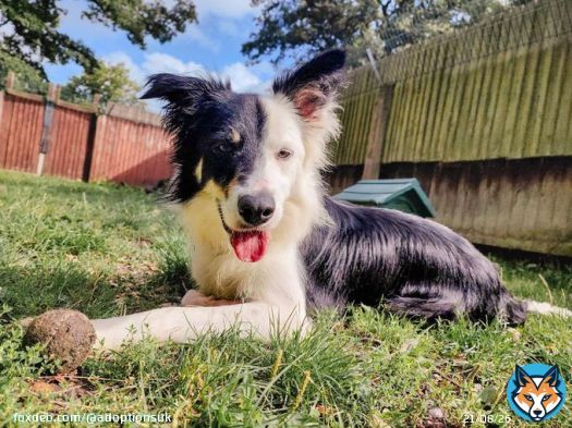 Please retweet to help Baxter find a home #WESTMIDLANDS #UK   Border Collie aged 2-5, looking for a quiet, rural, adult home to go on with training and build confidence.  He may be able to live with another playful dog  DETAILS or APPLY  #Collie #dog
