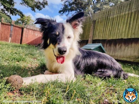 Please retweet to help Baxter find a home #WESTMIDLANDS #UK   Border Collie aged 2-5, looking for a quiet, rural, adult home to go on with training and build confidence.  He may be able to live with another playful dog  DETAILS or APPLY  #Collie #dog