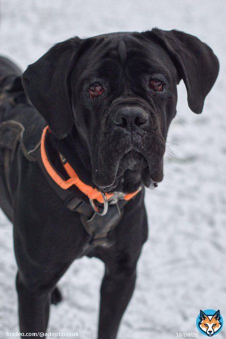 Urgent please share to help Olive find an emergency FOSTER or FOREVER home #YORKSHIRE #UK   She can't have surgery on her eyes in kennels. She needs a home with big breed experience, where someone can be around for her and she can be the only pet DETTAILS
