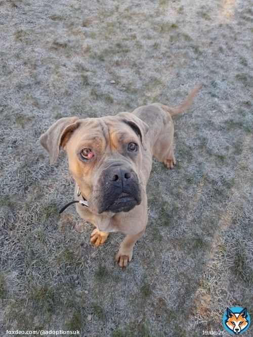 Please retweet to help Blossom find a home #BIRMINGHAM #UK   Sweet Mastiff aged 3, found as a stray. She is nervous and has separation anxiety. She is looking for an adult home where she can live with another dog to help build her confidence  DETAILS