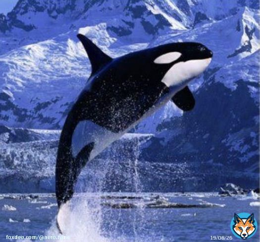 we are preparing for you whale  $4 $IND   #BTC #ETH #SHIBA   #Aerotyme   @coinbase @binance @CoinMarketCap @azbit_news