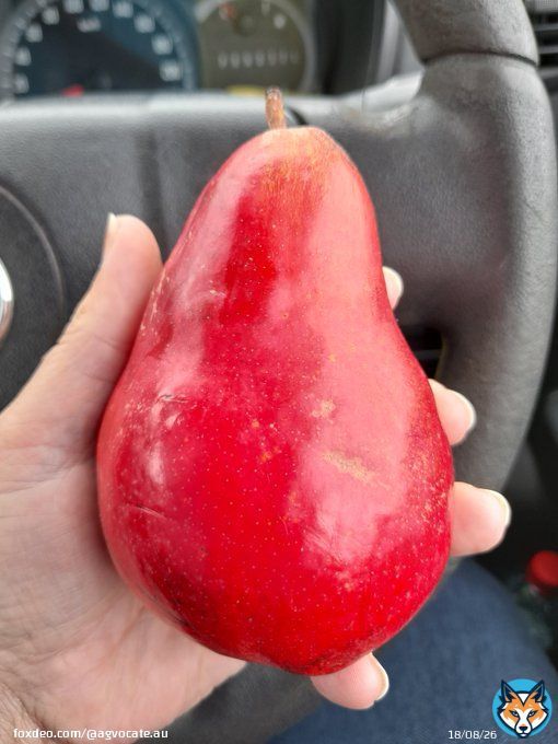 #AgDayAU  I work with farmers & some I get to know & grow common interests with.  Like a love of heritage fruit.  In 2014 a farmer who had land beside our railway line project gave me pears off an old tree planted by her gfather when that railway line opened in 1890.