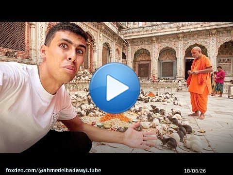 زرت معبد عبدة الفئران في الهند و أكتشفت الحقيقة الو*خة \ud83e\udd2e\ud83c\uddee\ud83c\uddf3