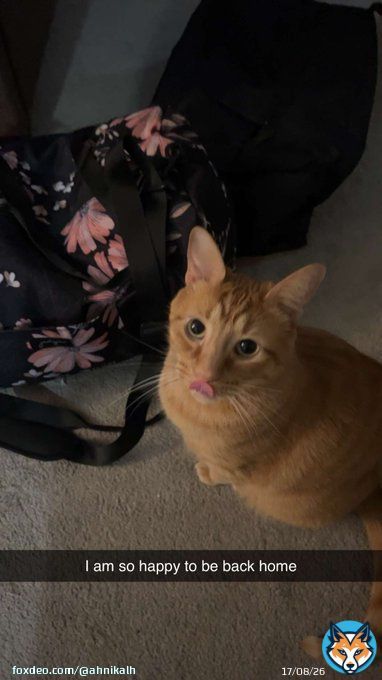 Thank god for my cats they keep me sane honestly
