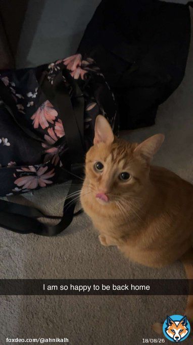 Thank god for my cats they keep me sane honestly