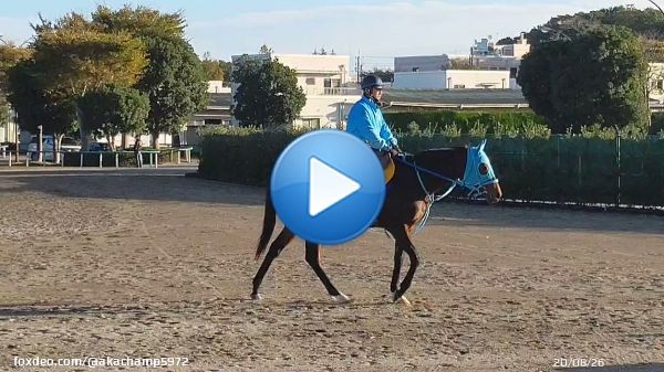 札幌以来、美浦にお帰りなさい、テルツェット  #テルツェット #エリザベス女王杯