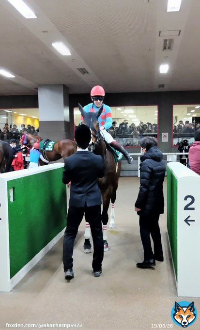 こちらは根岸Ｓ２着のギルデッドミラー  武蔵野Ｓで負かした相手に雪辱される形にはなりましたが、こちらも最後は素晴らしい脚でした  #根岸ステークス  #ギルデッドミラー