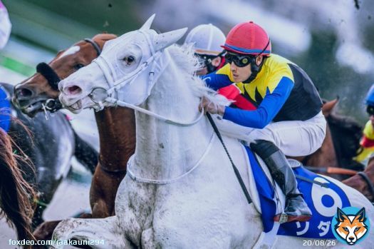 濁りのない輝き 牡馬に混じって勝負根性見せました! 2022/11/20 阪神競馬場 #ソダシ &times; #吉田隼人 騎手 #マイルチャンピオンシップ