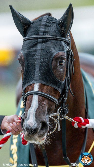 表情からも激闘が伺えます！ おめでとう！ 2022/11/20 阪神競馬場 #セリフォス #マイルチャンピオンシップ