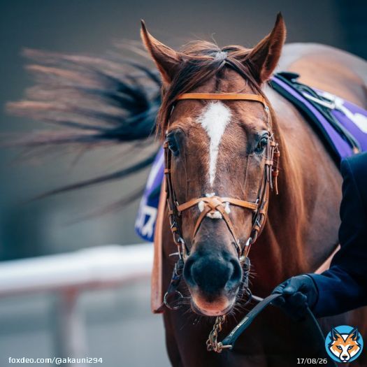 今日もお疲れ様でした。ありがとう。 2022/11/20 阪神競馬場 #サリオス #マイルチャンピオンシップ