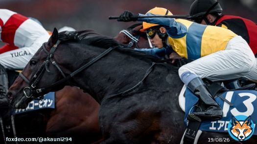 強力な相手にも肉薄、頑張りましたね。 2022/11/20 阪神競馬場 #エアロロノア &times; #武豊 騎手 #マイルチャンピオンシップ