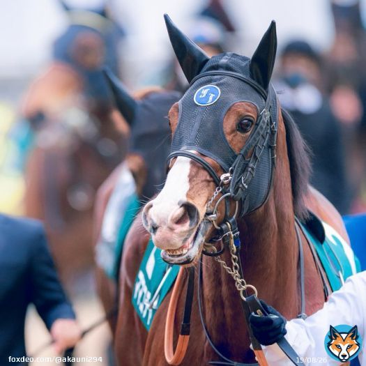 初めてパドックで見たけど、こんなに可愛らしいとは思わなかった。 2022/12/17 中山競馬場 #ママコチャ #ターコイズステークス