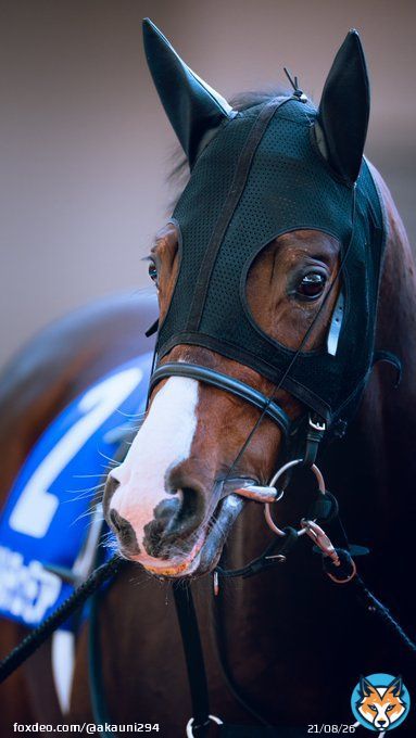あどけない雰囲気ですが、根性ある走りでした! 2022/12/18 阪神競馬場 #ドルチェモア #朝日杯フューチュリティステークス