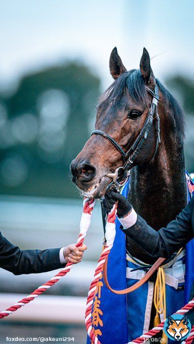 力強い走りお見事でした！ 2023/1/15 中京競馬場 #ヴェルトライゼンデ #日経新春杯