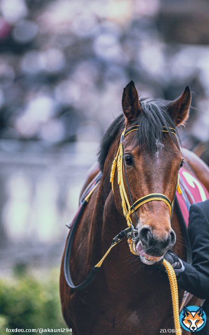 期待を背負って... 2023/3/5 中山競馬場 #ワンダイレクト #弥生賞