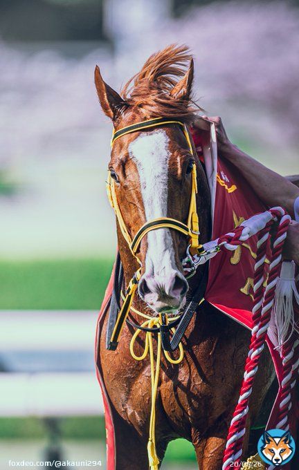 この瞬間をどれ程待ち望んだか... 最高だったよ... 2023/4/2 阪神競馬場 #ジャックドール #大阪杯