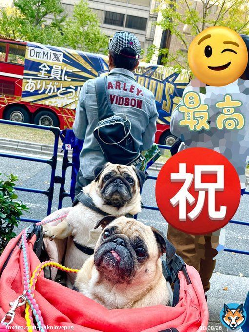 優勝パレード見てきた  #御堂筋パレード  #オリックス優勝パレード  #オリックスパレード  #オリックス・バファローズ