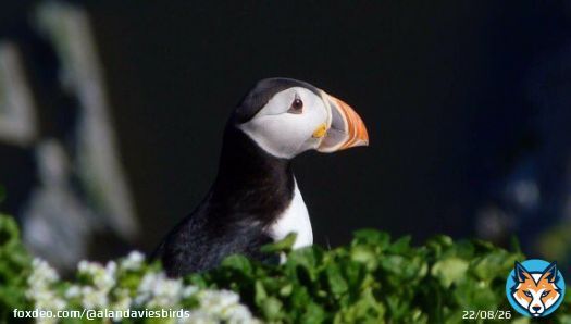Have a terrific Tuesday! Pause & watch birds, make your day better. Be kind to everyone inc yourself. Atlantic Puffin. #tuesday #tuesdaymotivations #birdwatching #birdphotography #TwitterNatureCommunity #kind #mindfullness #BirdsSeenIn2023 #birdi