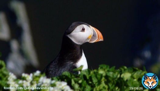 Have a terrific Tuesday! Pause & watch birds, make your day better. Be kind to everyone inc yourself. Atlantic Puffin. #tuesday #tuesdaymotivations #birdwatching #birdphotography #TwitterNatureCommunity #kind #mindfullness #BirdsSeenIn2023 #birdi