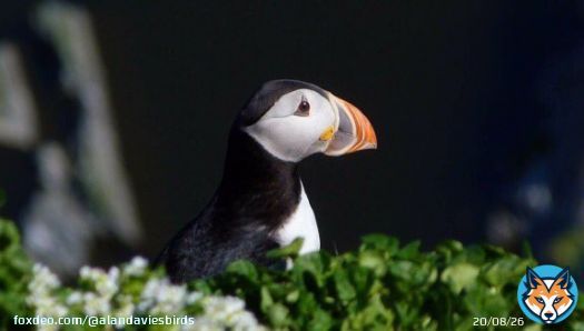 Have a terrific Tuesday! Pause & watch birds, make your day better. Be kind to everyone inc yourself. Atlantic Puffin. #tuesday #tuesdaymotivations #birdwatching #birdphotography #TwitterNatureCommunity #kind #mindfullness #BirdsSeenIn2023 #birdi