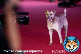 #AlfombraRoja  Lo que realmente todos esperamos.  #Nochecero