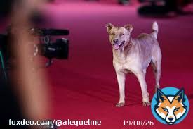 #AlfombraRoja  Lo que realmente todos esperamos.  #Nochecero