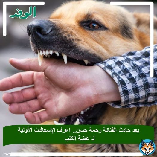 #بوابة_الوفد| بعد حادث الفنانة رحمة حسن.. اعرف الإسعافات الأولية لـ عضة الكلب
