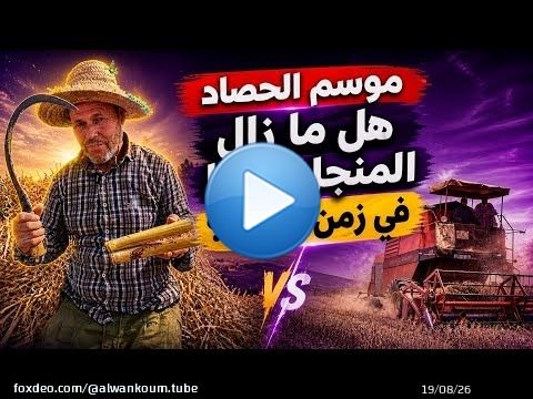 موسم الحصاد.. الجميع يعتمد على الآلات، إلا هذا الفلاح مازال خدام بالمنجل وبالطريقة التقليدية \ud83c\udf3e