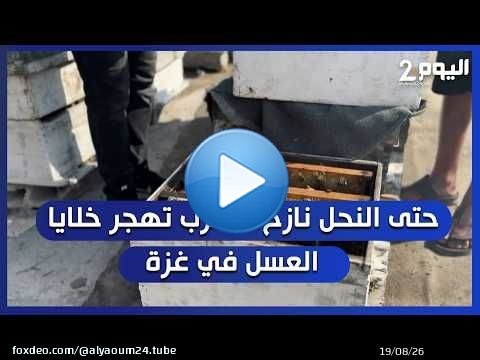 حتى النحل نازح، الحرب تهجر خلايا العسل في غزة