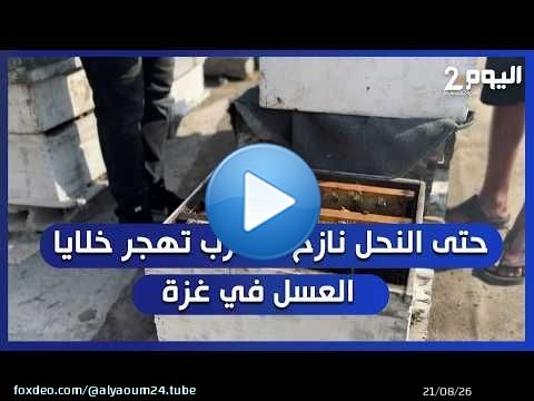 حتى النحل نازح، الحرب تهجر خلايا العسل في غزة