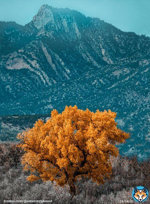 A pop of yellow in Eastern Colorado (2440x3663) [OC] - Author: Racemepls on Reddit - #travel #photography #travelphotography #nature #photooftheday