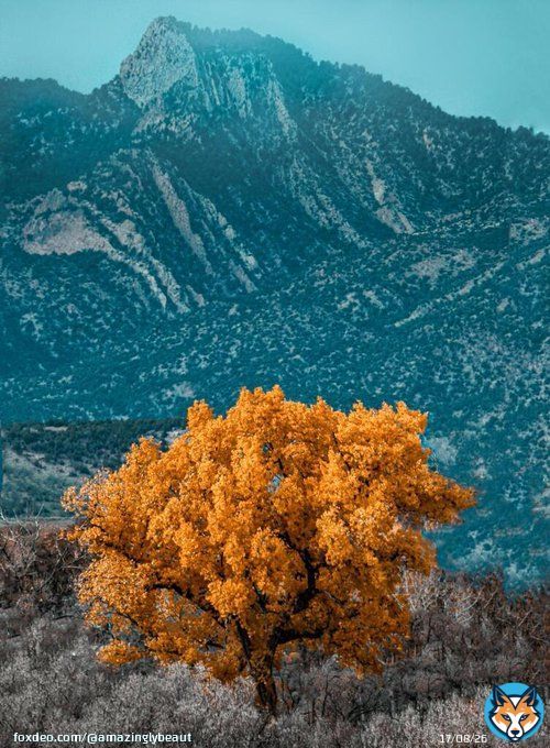 A pop of yellow in Eastern Colorado (2440x3663) [OC] - Author: Racemepls on Reddit - #travel #photography #travelphotography #nature #photooftheday