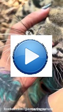 If cloud leopard not friend why make friend sounds