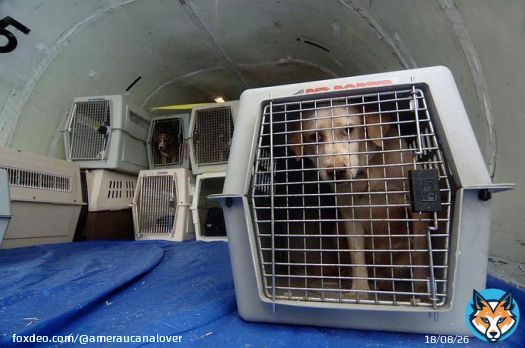 So with all these people stranded and all this luggage being lost, WHAT ABOUT THE PETS   #SouthwestAirlines #Flying #FlyingToday #TravelTips #Pets #Dogs #Cats