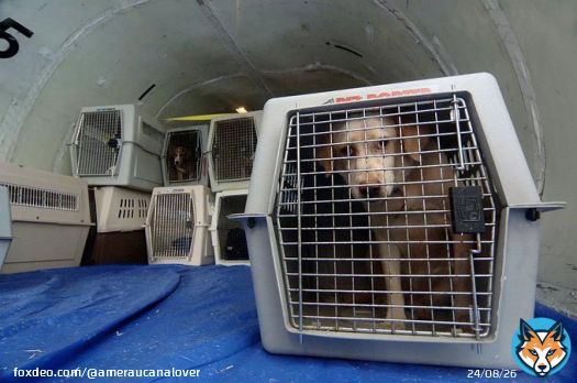 So with all these people stranded and all this luggage being lost, WHAT ABOUT THE PETS   #SouthwestAirlines #Flying #FlyingToday #TravelTips #Pets #Dogs #Cats