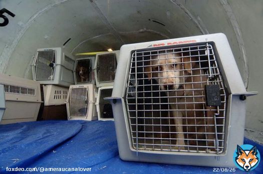 So with all these people stranded and all this luggage being lost, WHAT ABOUT THE PETS   #SouthwestAirlines #Flying #FlyingToday #TravelTips #Pets #Dogs #Cats