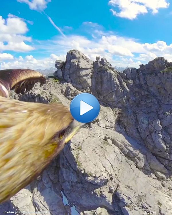 A mini-cam hooked on to this magnificent bird allows us to literally get a &lsquo;bird&rsquo;s eye view.&rsquo; I find it useful to start a week by trying to always start with the big picture instead of getting bogged down in the nitty-gritty right away #MondayMotivation0:191.5M views