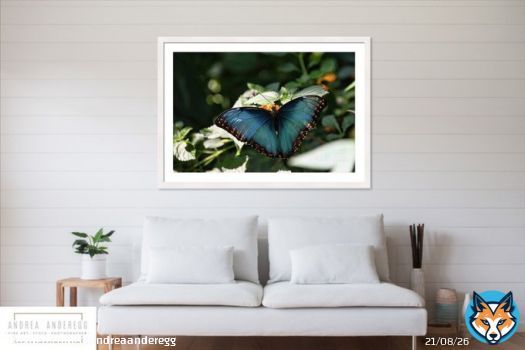 Butterfly by #AndreaAnderegg SHOP HERE:  #valentines #valentinesday #artsale #sale #fineart #homedecor #dormdecor #inspirational #minimalism #buyart #artforsale #quotes #wallart #BuyIntoArt #AYearForArt #ArtDistrict #BuyArtNotCandy #PhotographyIsArt