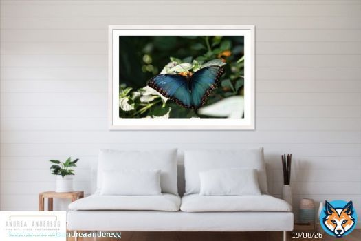 Butterfly by #AndreaAnderegg SHOP HERE:  #valentines #valentinesday #artsale #sale #fineart #homedecor #dormdecor #inspirational #minimalism #buyart #artforsale #quotes #wallart #BuyIntoArt #AYearForArt #ArtDistrict #BuyArtNotCandy #PhotographyIsArt
