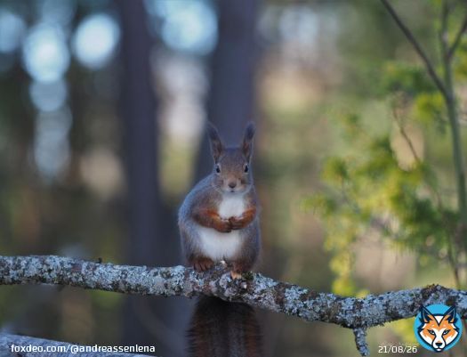 Happy Saturday , im in Sande Vestfold and visit my best friend Heidi . This beautiful little squirrelgirls name is Nurket   Sande  Norway 4/3 2023   @ThePhotoHour  #squirrel  #spring